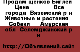 Продам щенков Биглей › Цена ­ 15 000 - Все города, Вяземский р-н Животные и растения » Собаки   . Амурская обл.,Селемджинский р-н